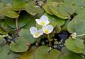 bílá Zahradní květiny European Frogbit, Hydrocharis fotografie, kultivace a popis, charakteristiky a pěstování
