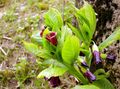 burgundietis Dārza Ziedi Eiropas Scopolia, Krievu Beladonna Foto, audzēšana un apraksts, raksturlielumi un augošs