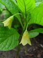 dzeltens Dārza Ziedi Eiropas Scopolia, Krievu Beladonna Foto, audzēšana un apraksts, raksturlielumi un augošs