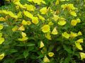yellow Garden Flowers Evening primrose, Oenothera fruticosa Photo, cultivation and description, characteristics and growing