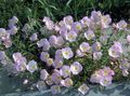 pink Garden Flowers Evening primrose, Oenothera speciosa Photo, cultivation and description, characteristics and growing