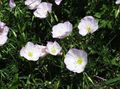 white Garden Flowers Evening primrose, Oenothera speciosa Photo, cultivation and description, characteristics and growing
