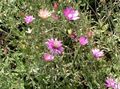 pink Everlasting, Immortelle, Strawflower, Paper Daisy, Everlasting Daisy, Xeranthemum Photo, cultivation and description, characteristics and growing