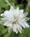 white Everlasting, Immortelle, Strawflower, Paper Daisy, Everlasting Daisy, Xeranthemum Photo, cultivation and description, characteristics and growing