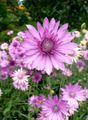 lilac Everlasting, Immortelle, Strawflower, Paper Daisy, Everlasting Daisy, Xeranthemum Photo, cultivation and description, characteristics and growing