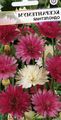 burgundy Everlasting, Immortelle, Strawflower, Paper Daisy, Everlasting Daisy, Xeranthemum Photo, cultivation and description, characteristics and growing