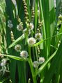 white Garden Flowers Exotic Bur Reed, Sparganium erectum Photo, cultivation and description, characteristics and growing