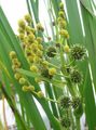 yellow Garden Flowers Exotic Bur Reed, Sparganium erectum Photo, cultivation and description, characteristics and growing
