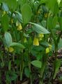 yellow Garden Flowers Fairy bells, Disporum Photo, cultivation and description, characteristics and growing