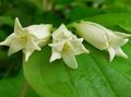 white Garden Flowers Fairy bells, Disporum Photo, cultivation and description, characteristics and growing
