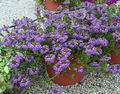 lilac Fairy Fan Flower, Scaevola aemula Photo, cultivation and description, characteristics and growing