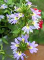modrá Víla Ventilátor Kvetina, Scaevola aemula fotografie, pestovanie a popis, vlastnosti a pestovanie