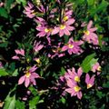 rózsaszín Tündér Fan Virág, Scaevola aemula fénykép, termesztés és leírás, jellemzők és növekvő