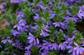 modrá Víla Ventilátor Kvetina, Scaevola aemula fotografie, pestovanie a popis, vlastnosti a pestovanie