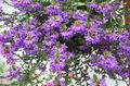 purple Fairy Fan Flower, Scaevola aemula Photo, cultivation and description, characteristics and growing
