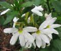 fehér Tündér Fan Virág, Scaevola aemula fénykép, termesztés és leírás, jellemzők és növekvő