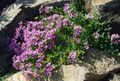 ceriņi Dārza Ziedi Pasaku Uzpirkstīte, Erinus alpinus Foto, audzēšana un apraksts, raksturlielumi un augošs