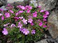 sārts Dārza Ziedi Pasaku Uzpirkstīte, Erinus alpinus Foto, audzēšana un apraksts, raksturlielumi un augošs
