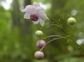 halványlila Kerti Virágok Hamis Szellőrózsa, Anemonopsis macrophylla fénykép, termesztés és leírás, jellemzők és növekvő