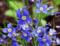 light blue Garden Flowers False Blue Flax, Heliophila longifolia Photo, cultivation and description, characteristics and growing