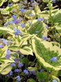 açık mavi Bahçe Çiçekleri Yanlış Unutma Beni Değil, Brunnera macrophylla fotoğraf, yetiştirme ve tanım, özellikleri ve büyüyen
