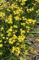 yellow Garden Flowers False Garlic, Nothoscordum Photo, cultivation and description, characteristics and growing