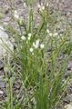 white Garden Flowers False Garlic, Nothoscordum Photo, cultivation and description, characteristics and growing