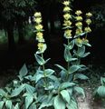 giallo I fiori da giardino Falso Hellebore, Veratrum foto, la lavorazione e descrizione, caratteristiche e la coltivazione