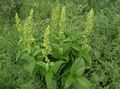 green Garden Flowers False Hellebore, Veratrum Photo, cultivation and description, characteristics and growing
