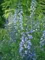 šviesiai mėlynas Sodo Gėlės Klaidinga Indigo, Baptisia Nuotrauka, auginimas ir aprašymas, charakteristikos ir augantis