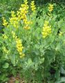 geltonas Sodo Gėlės Klaidinga Indigo, Baptisia Nuotrauka, auginimas ir aprašymas, charakteristikos ir augantis