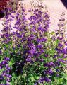 purple Garden Flowers False indigo, Baptisia Photo, cultivation and description, characteristics and growing