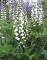 white Garden Flowers False indigo, Baptisia Photo, cultivation and description, characteristics and growing