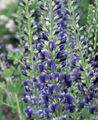 blue Garden Flowers False indigo, Baptisia Photo, cultivation and description, characteristics and growing