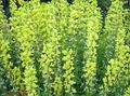 yellow Garden Flowers False Lupine, Lanceleaf Thermopsis, Thermopsis lanceolata Photo, cultivation and description, characteristics and growing