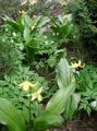 κίτρινος Λουλούδια κήπου Ελαφάκι Κρίνος, Erythronium φωτογραφία, καλλιέργεια και περιγραφή, χαρακτηριστικά και φυτοκομεία