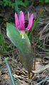 sārts Dārza Ziedi Fawn Lilija, Erythronium Foto, audzēšana un apraksts, raksturlielumi un augošs
