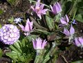 ceriņi Dārza Ziedi Fawn Lilija, Erythronium Foto, audzēšana un apraksts, raksturlielumi un augošs
