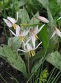 balts Dārza Ziedi Fawn Lilija, Erythronium Foto, audzēšana un apraksts, raksturlielumi un augošs