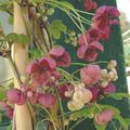bordo Bahçe Çiçekleri Beş Yaprak Akebia, Çikolata Asma, Akebia quinata fotoğraf, yetiştirme ve tanım, özellikleri ve büyüyen