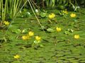 žuta Vrtne Cvjetovi Plutajuće Srca, Voda Šiške, Žuta Voda Pahuljica, Nymphoides Foto, uzgajanje i opis, karakteristike i uzgoj