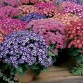 pink Garden Flowers Florist's Cineraria, Pericallis x hybrida Photo, cultivation and description, characteristics and growing