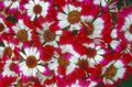 red Garden Flowers Florist's Cineraria, Pericallis x hybrida Photo, cultivation and description, characteristics and growing