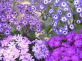 lilac Garden Flowers Florist's Cineraria, Pericallis x hybrida Photo, cultivation and description, characteristics and growing