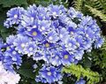 light blue Garden Flowers Florist's Cineraria, Pericallis x hybrida Photo, cultivation and description, characteristics and growing