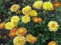 narancs Virágárusok Anyukája, Pot Anyukája, Chrysanthemum fénykép, termesztés és leírás, jellemzők és növekvő