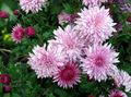 rózsaszín Virágárusok Anyukája, Pot Anyukája, Chrysanthemum fénykép, termesztés és leírás, jellemzők és növekvő