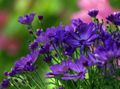 kék Virágárusok Anyukája, Pot Anyukája, Chrysanthemum fénykép, termesztés és leírás, jellemzők és növekvő