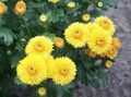 sárga Virágárusok Anyukája, Pot Anyukája, Chrysanthemum fénykép, termesztés és leírás, jellemzők és növekvő