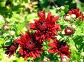 červená Kvetinárstvo Mamička, Pot Mamička, Chrysanthemum fotografie, pestovanie a popis, vlastnosti a pestovanie